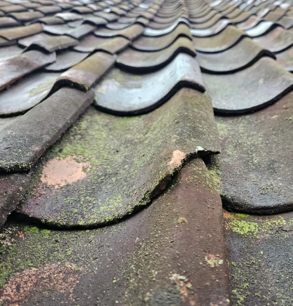 black algae on roof tiles