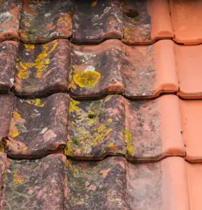 Roof Moss: Causes, Spread, and Shingle Damage
