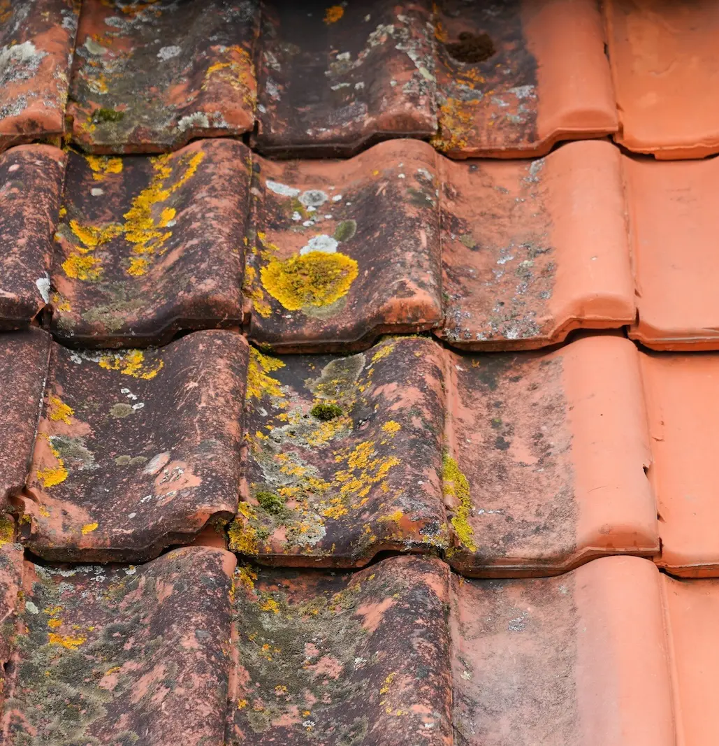 Read more about the article How to Clean Your Roof
